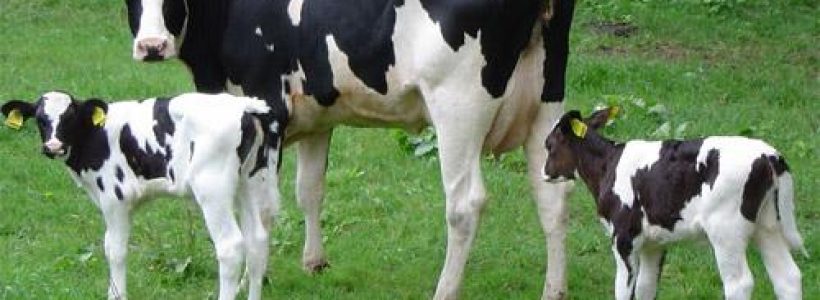vacas_nombre