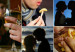130301152107_encuesta_mentira_464x261_none_nocredit
