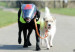130315191219_sp_perro_ciego_304x171_caters_nocredit