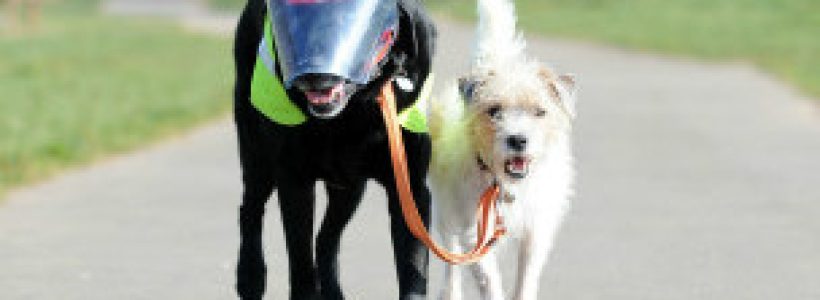 130315191219_sp_perro_ciego_304x171_caters_nocredit