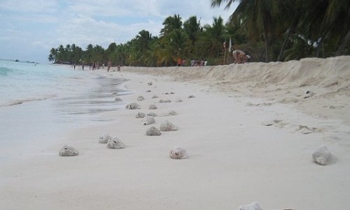 Isla-Saona-325467869665435243453324312