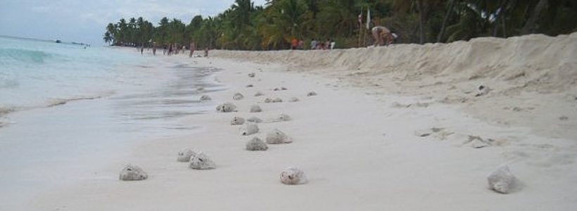Isla-Saona-325467869665435243453324312