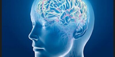 cerebro_35