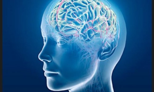 cerebro_35