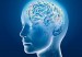cerebro_35