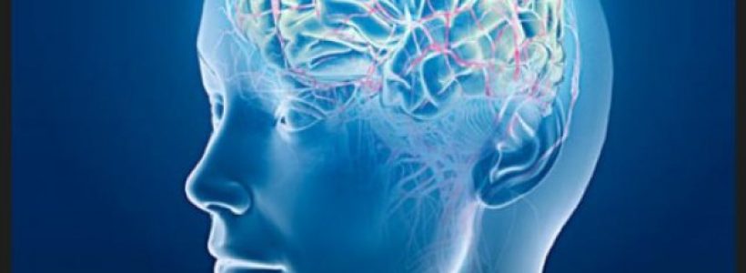 cerebro_35