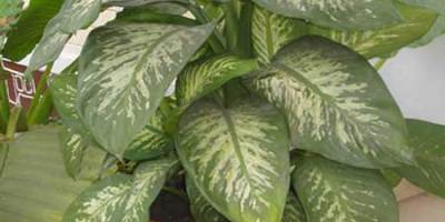 killer-house-plant