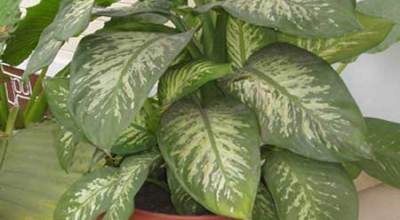 killer-house-plant
