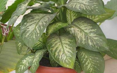 killer-house-plant