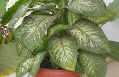 killer-house-plant