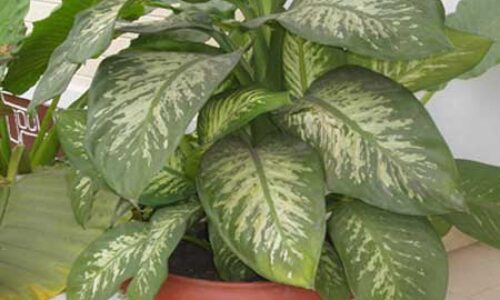 killer-house-plant