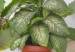 killer-house-plant