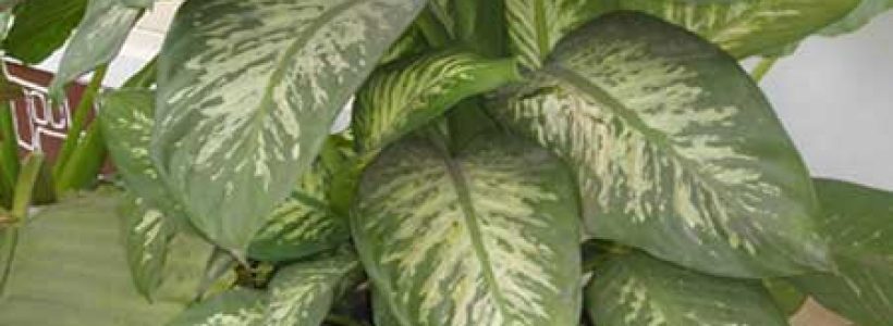 killer-house-plant