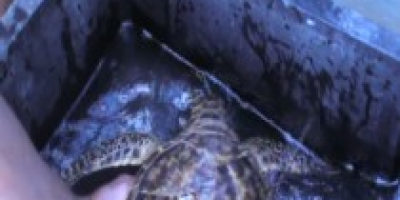 tortuga-carey