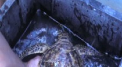 tortuga-carey