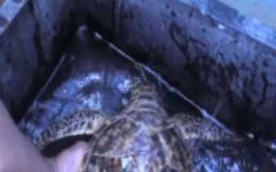 tortuga-carey