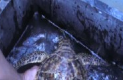 tortuga-carey
