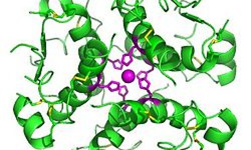 Hexamer