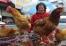 pollo03042013113534-web
