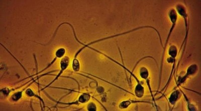 semen657u