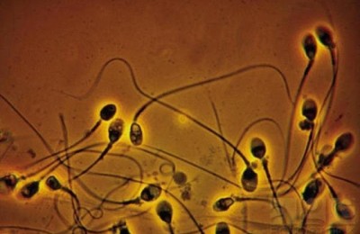 semen657u