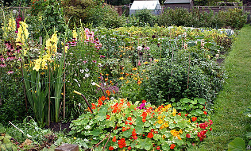 130507211326_plants_people_464x261_bbc