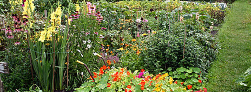 130507211326_plants_people_464x261_bbc