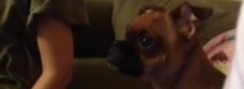perro-300x159