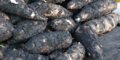 yuca1