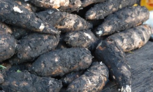 yuca1