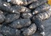 yuca1