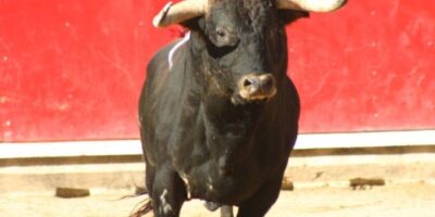01toro469857543