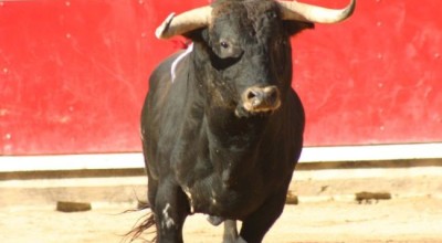 01toro469857543