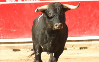 01toro469857543