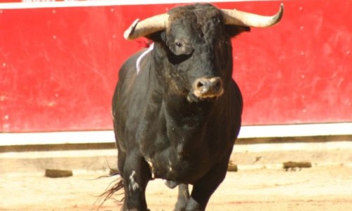 01toro469857543