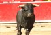 01toro469857543
