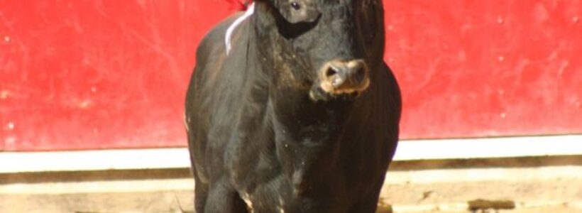 01toro469857543