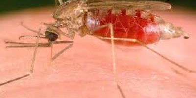 malaria2