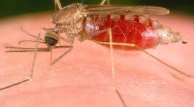malaria2
