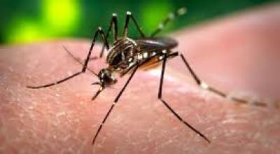 mosquito_del_dengue356787654