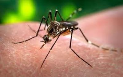 mosquito_del_dengue356787654