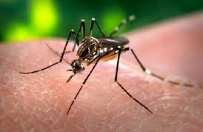 mosquito_del_dengue356787654
