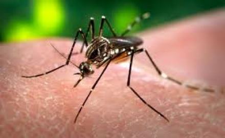 mosquito_del_dengue356787654