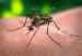 mosquito_del_dengue356787654
