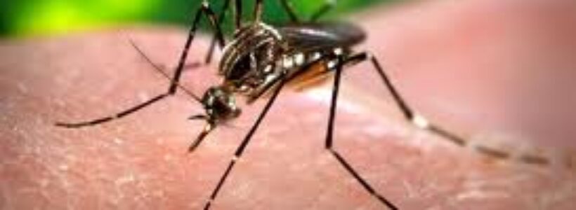 mosquito_del_dengue356787654