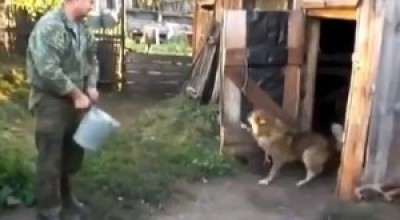 perro-300x2087665653