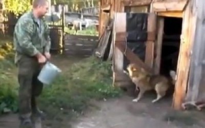 perro-300x2087665653