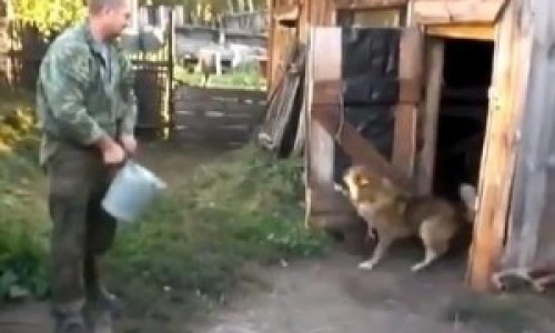 perro-300x2087665653