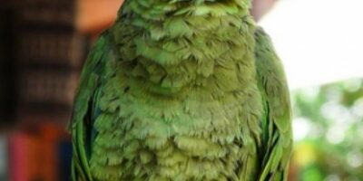 size1_46750_loro