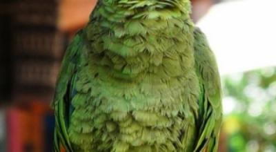 size1_46750_loro